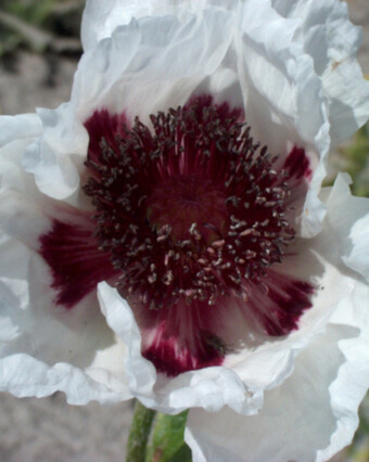 X 25 PAPAVER PERRYS WHITE I