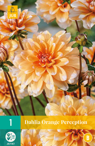 X 1 DAHLIA ORANGE PERCEPTION I