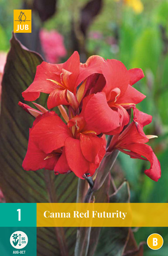 X   1 CANNA RED FUTURITY I