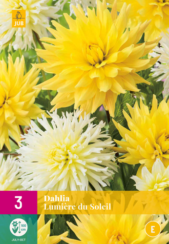 X 3 DAHLIA LUMIERE DU SOLEIL I