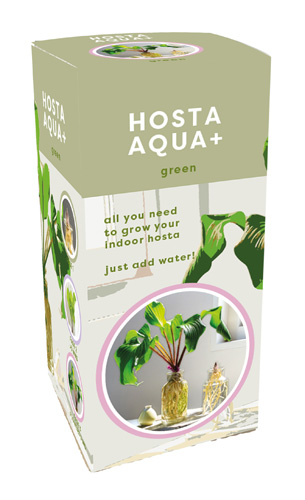 X 1 DOOSJE 1 HOSTA AQUA+ GREEN IN GLAS TOP