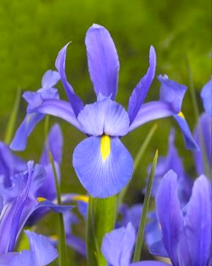 X 100 IRIS HOLLANDICA SAPPHIRE BEAUTY 7/8