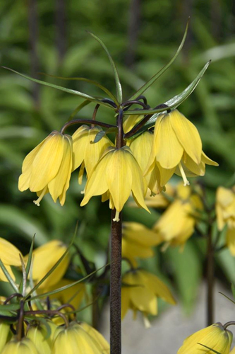 X   10 FRITILLARIA HELENA 24/+