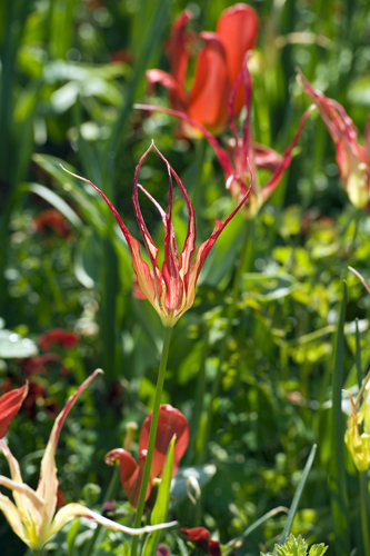 X 100 TULIPA ACUMINATA I