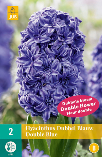 X   2 HYACINTHUS DUBBEL BLAUW 15/16