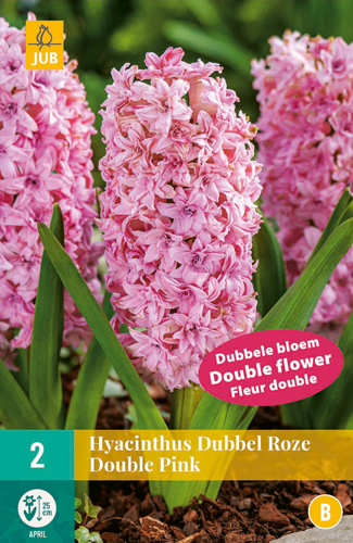 X   2 HYACINTHUS DUBBEL ROZE 15/16