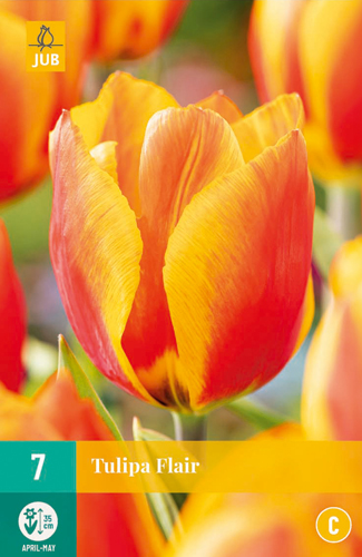 X   7 TULIPA FLAIR 11/12