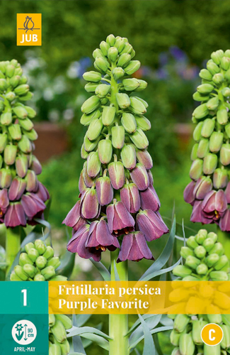 X   1 FRITILLARIA PERSICA PURPLE FAVORITE 18/20