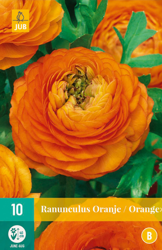 X 10 RANUNCULUS ORANJE 6/7