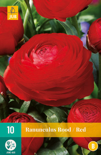 X 10 RANUNCULUS ROOD 6/7