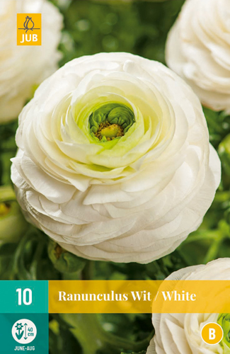 X 10 RANUNCULUS WIT 6/7