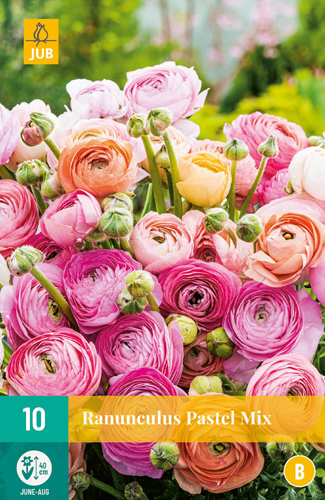 X 10 RANUNCULUS PASTEL MIX 6/7