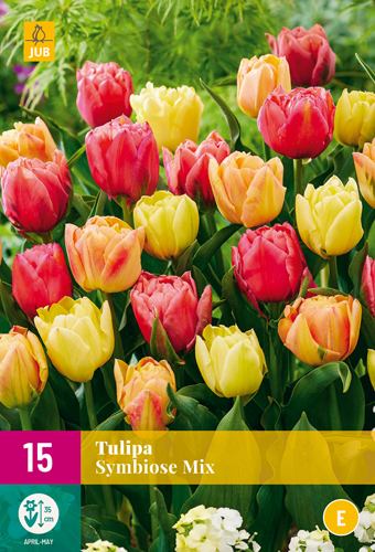 X 15 TULIPA SYMBIOSE MIX 11/12