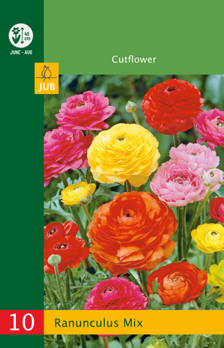 X 10 RANUNCULUS MIX  4/5