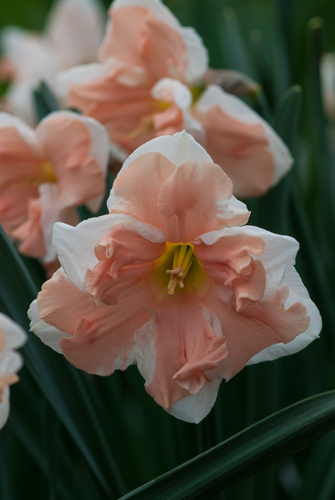 X 100 NARCISSUS APRICOT WHIRL 12/14