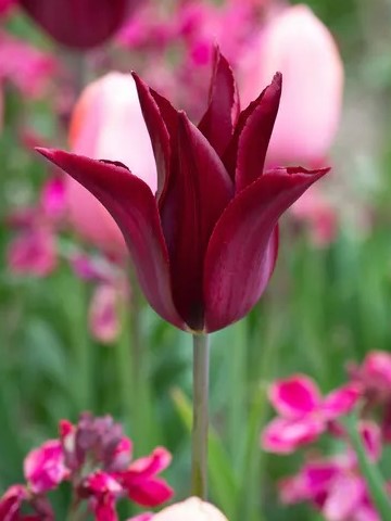 X 100 TULIPA SARAH RAVEN 11/12