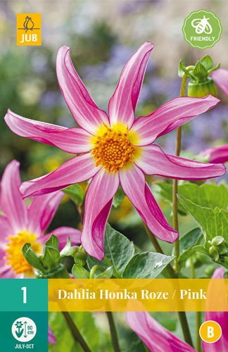 X 1 DAHLIA HONKA ROZE I