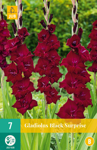 X   7 GLADIOLUS BLACK SURPRISE 12/14