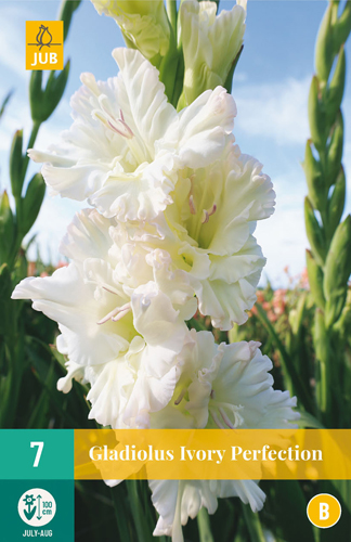 X   7 GLADIOLUS IVORY PERFECTION 12/14