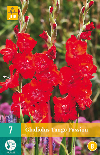 X   7 GLADIOLUS TANGO PASSION 12/14