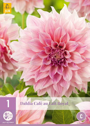 X 1 DAHLIA CAFE AU LAIT ROYAL I