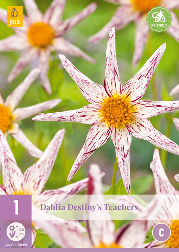 X 1 DAHLIA DESTINYS TEACHERS I