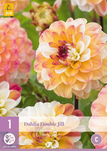 X 1 DAHLIA DOUBLE JILL I