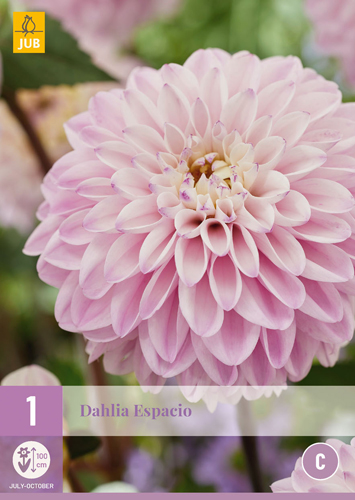 X 1 DAHLIA ESPACIO I