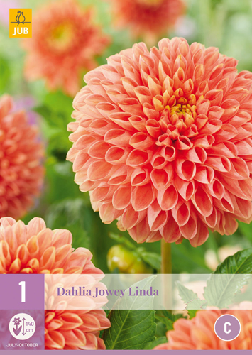 X 1 DAHLIA JOWEY LINDA I