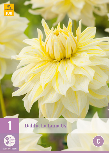 X 1 DAHLIA LA LUNA US I