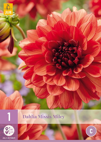 X 1 DAHLIA MISSIS MILEY I