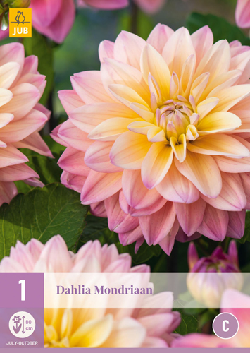 X 1 DAHLIA MONDRIAAN I