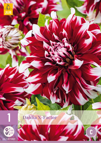 X 1 DAHLIA X-FACTOR I