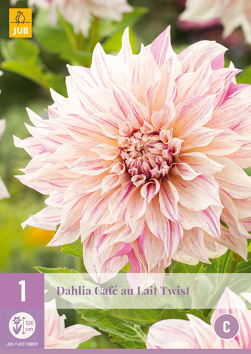 X 1 DAHLIA CAFE AU LAIT TWIST I