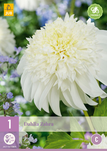 X 1 DAHLIA ZAHRA I