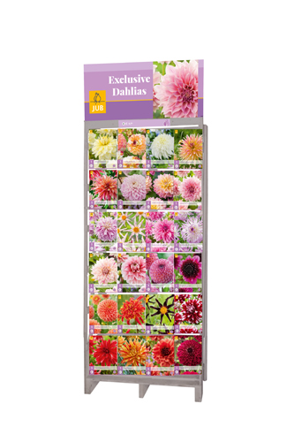 DISPLAY EXCLUSIEVE DAHLIAS (24 x 5) I