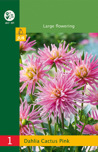 X 1 DAHLIA CACTUS BORDER PINK I