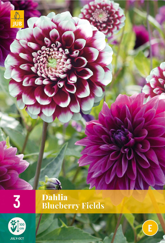 X 3 DAHLIA BLUEBERRY FIELDS I