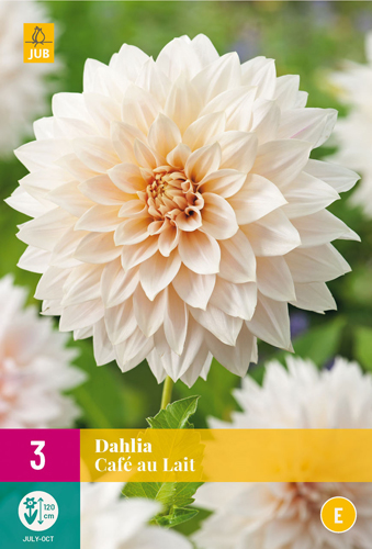 X 3 DAHLIA CAFE AU LAIT I