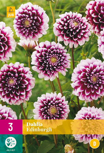 X 3 DAHLIA EDINBURGH I