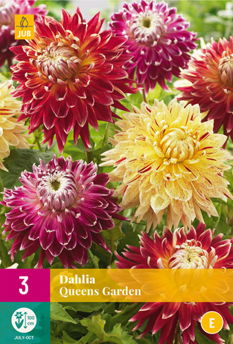 X 3 DAHLIA QUEENS GARDEN I