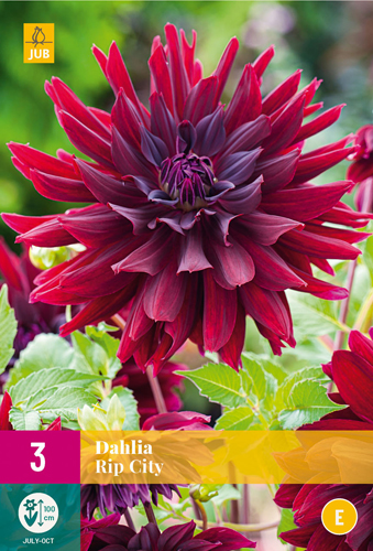 X 3 DAHLIA RIP CITY I