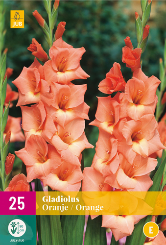 X 25 GLADIOLUS ORANGE 12/14