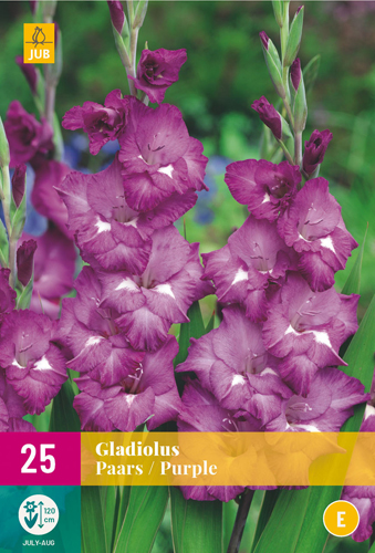 X 25 GLADIOLUS PURPLE 12/14