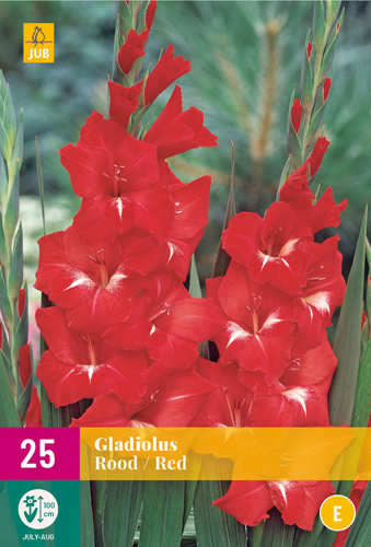 X 25 GLADIOLUS RED 12/14