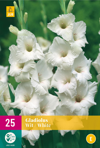 X 25 GLADIOLUS WHITE 12/14