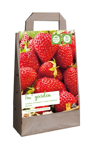 X 1 GARDEN BAG 10 FRAGARIA / AARDBEIENPLANTEN MAXIM I