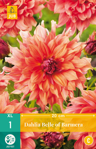 X 1 DAHLIA BELLE OF BARMERA I