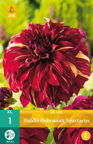 X 1 DAHLIA BOHEMIAN SPARTACUS I