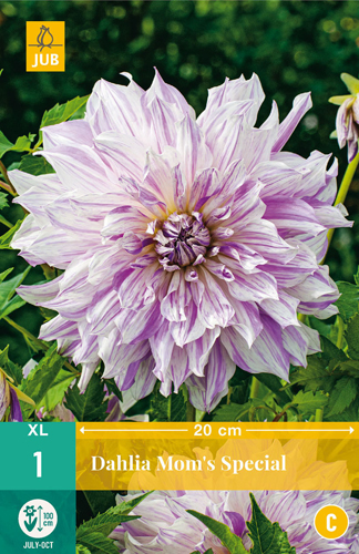 X 1 DAHLIA MOM'S SPECIAL I